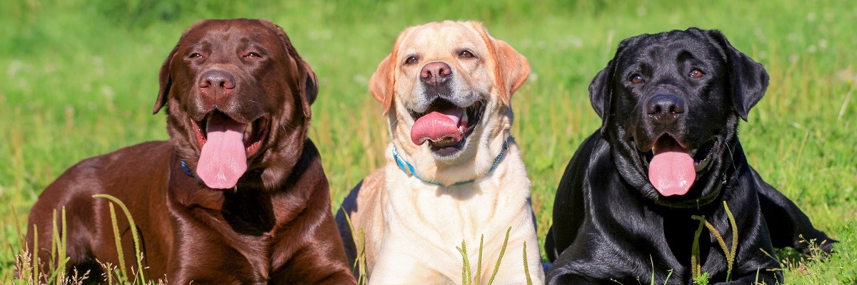 Labrador Fart